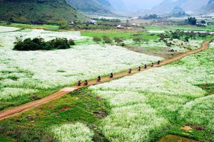du lịch mộc châu tháng 10