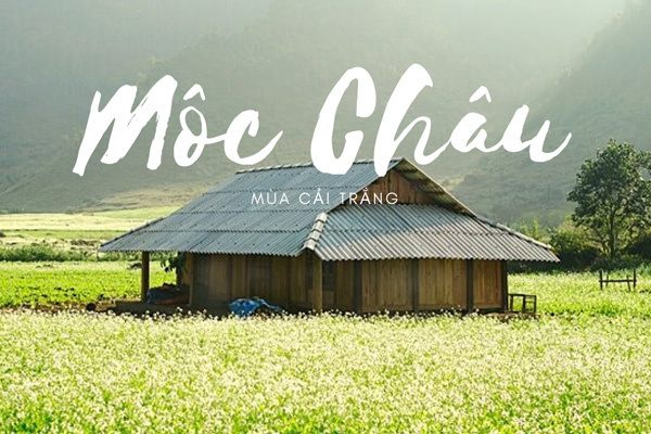 du lịch mộc châu tháng 11 - Hình 4