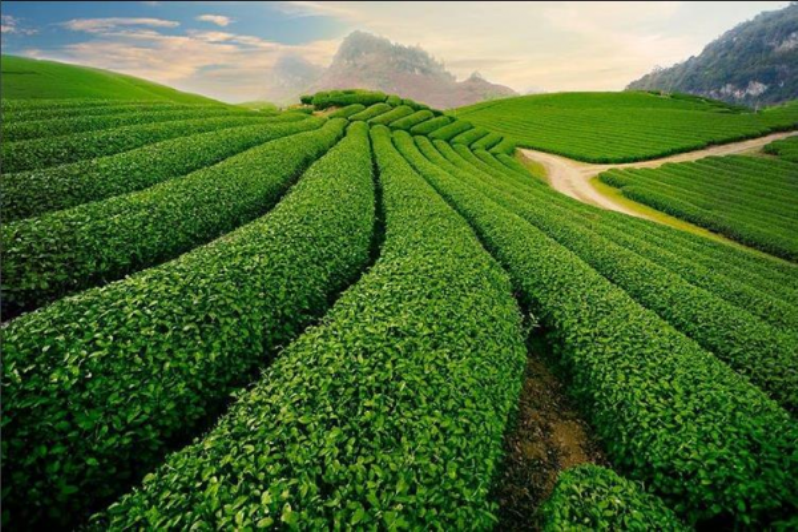 du lịch mộc châu tháng 4 - Hình 3