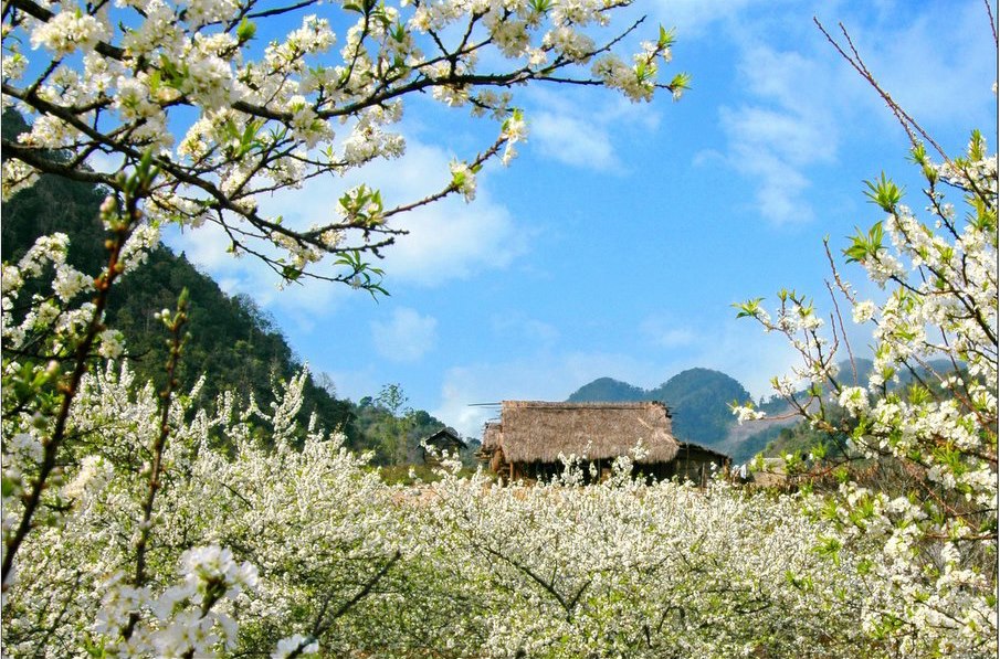 du lịch mộc châu tháng mấy đẹp nhất - Hình 3