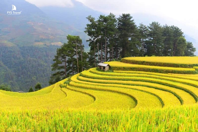 du lịch mù cang chải tháng 9 - Hình 4