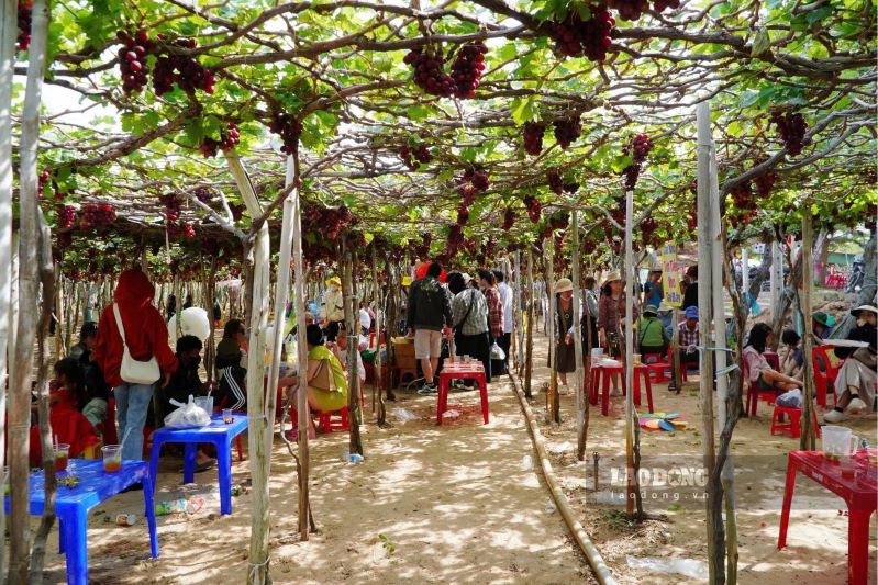 du lịch ninh thuận dịp tết - Hình 5