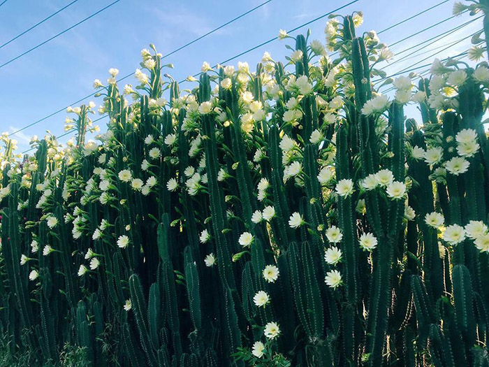 du lịch ninh thuận xương rồng - Hình 4