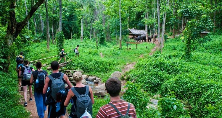 du lịch rừng cúc phương 2 ngày 1 đêm - Hình 4