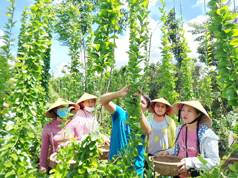 du lịch sinh thái cộng đồng - Hình 4