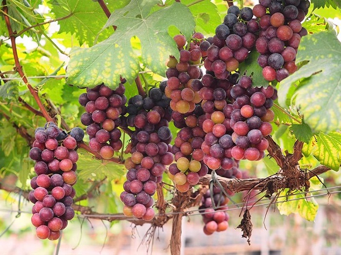 du lịch vườn nho bình thuận - Hình 2