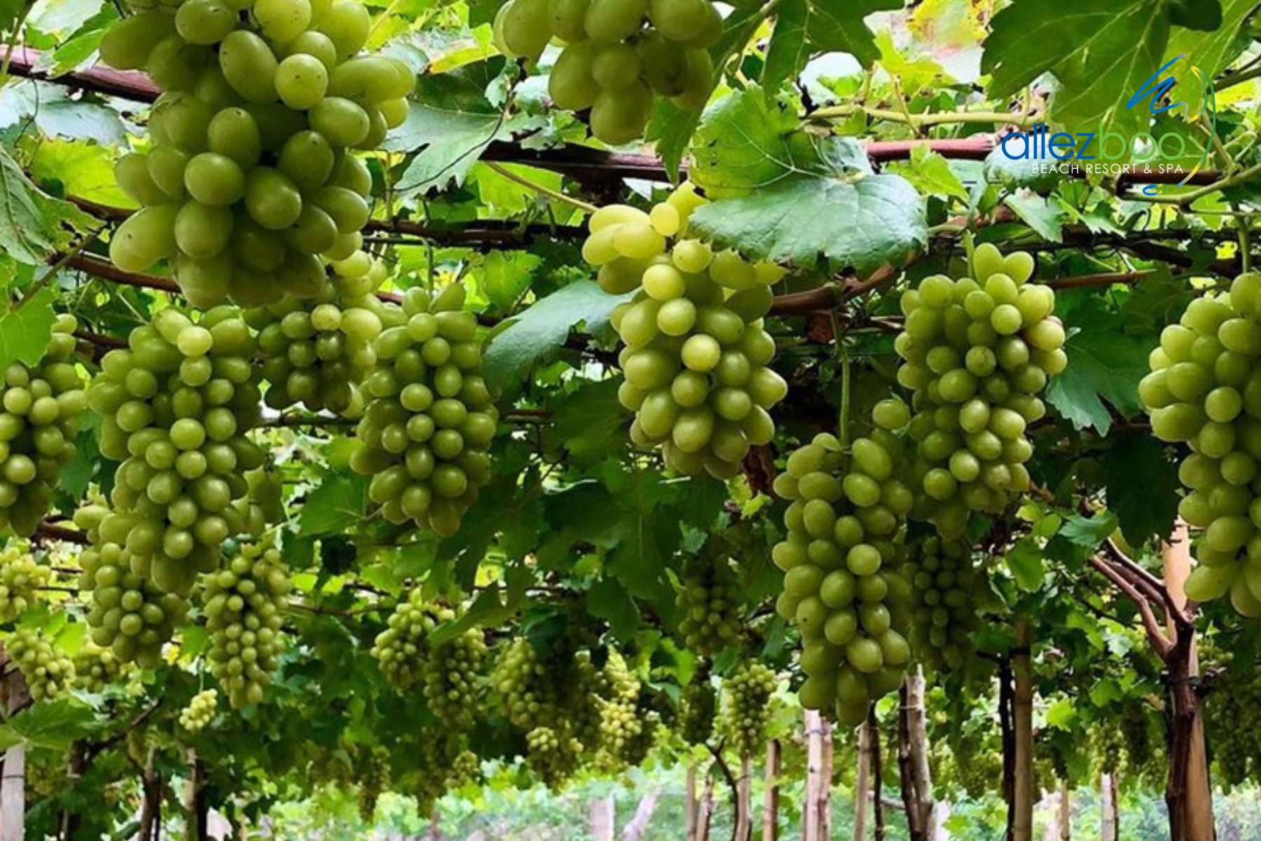 du lịch vườn nho bình thuận - Hình 3