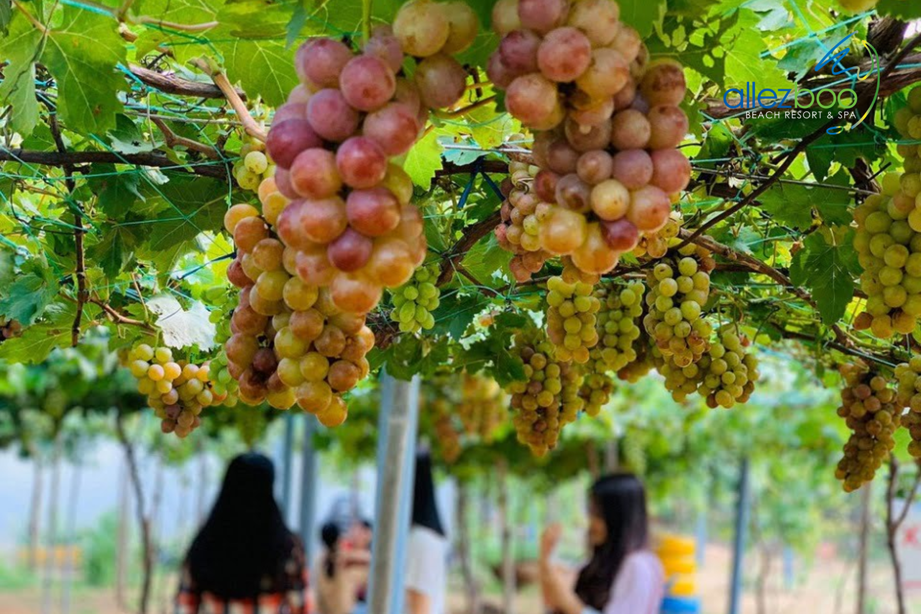 du lịch vườn nho bình thuận - Hình 5
