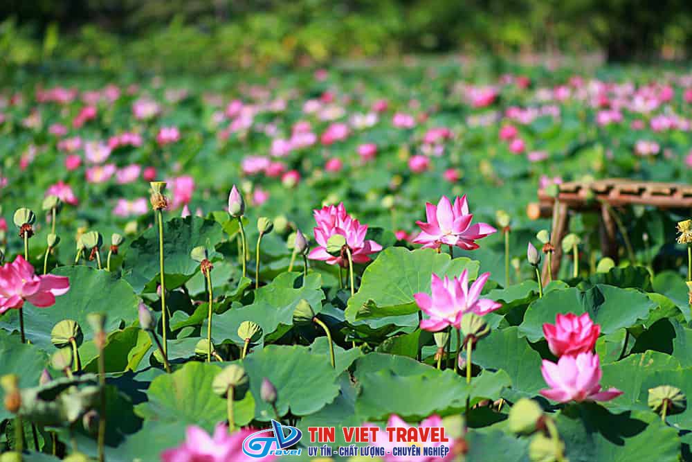 hình ảnh của khu du lịch đồng sen tháp mười - Hình 2