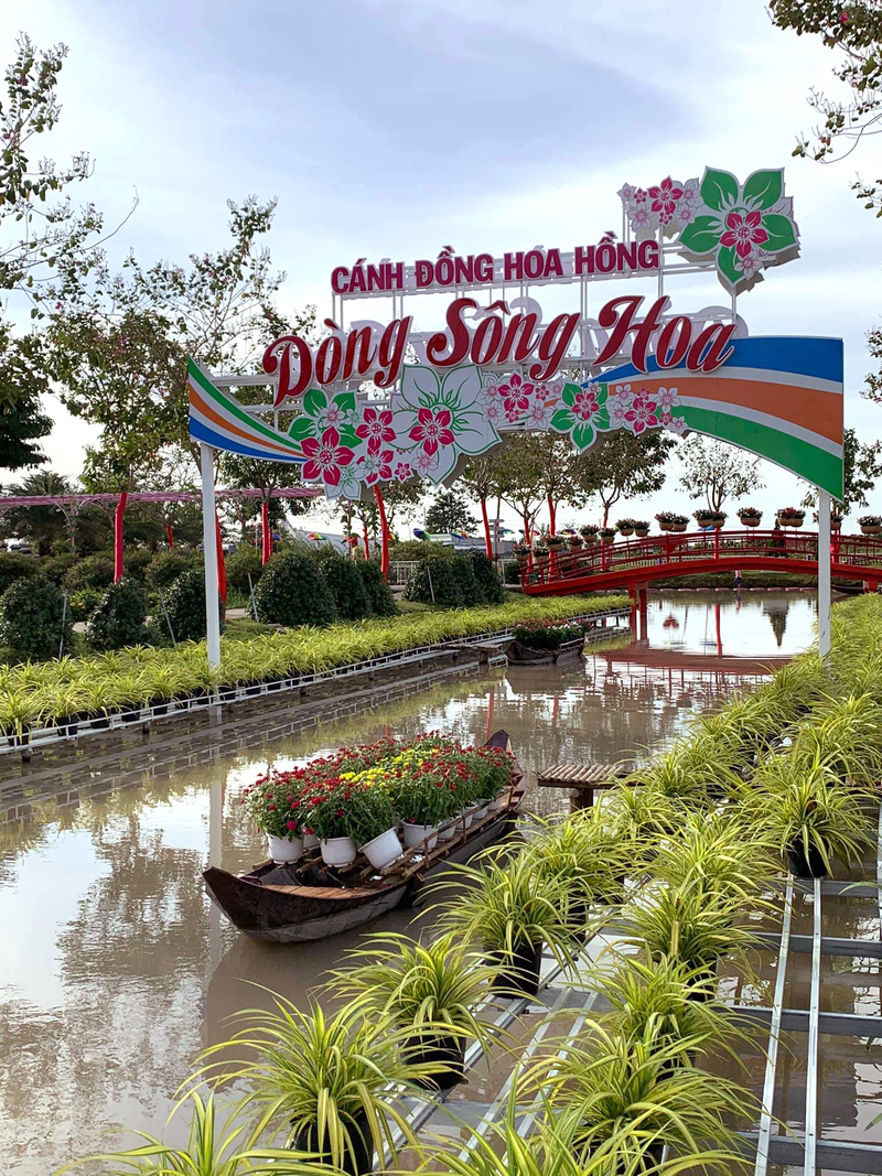 khu du lịch cánh đồng hoa hồng sa đéc ảnh - Hình 2