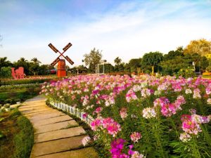 khu du lịch cánh đồng hoa hồng sa đéc ảnh