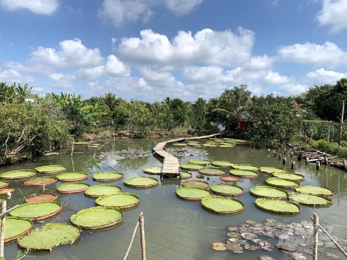 khu du lịch cồn ấu cần thơ - Hình 3