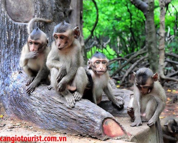 khu du lịch đảo khỉ cần giờ - Hình 4