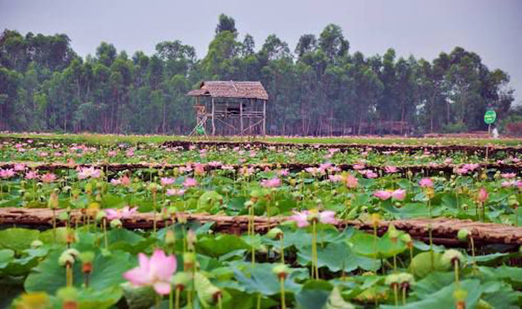 khu du lịch đồng sen - Hình 4