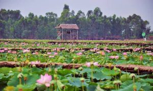 khu du lịch đồng sen gò tháp