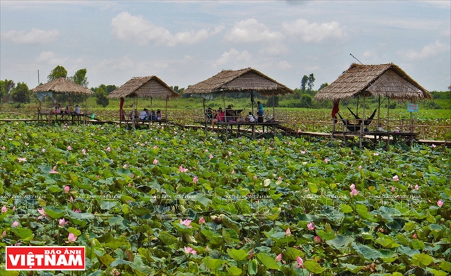 khu du lịch đồng sen gò tháp - Hình 4