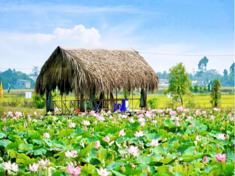 khu du lịch đồng sen tháp mười ảnh - Hình 4