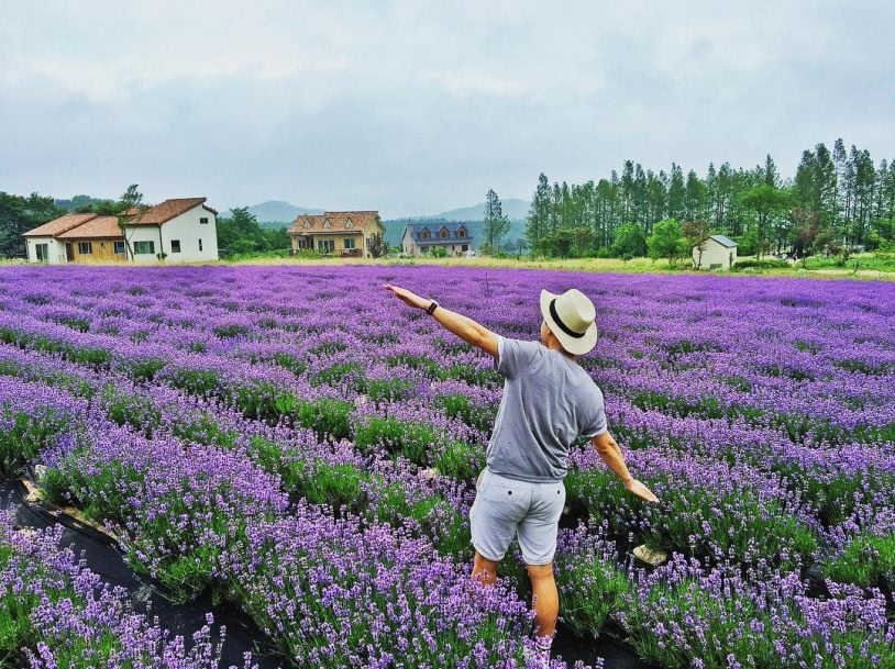 khu du lịch lavender đà lạt - Hình 3