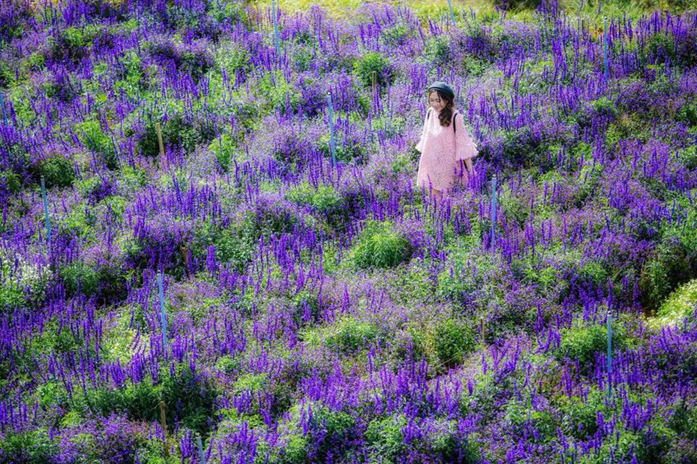 khu du lịch lavender đà lạt - Hình 4