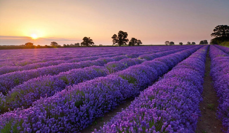 khu du lịch lavender đà lạt - Hình 1