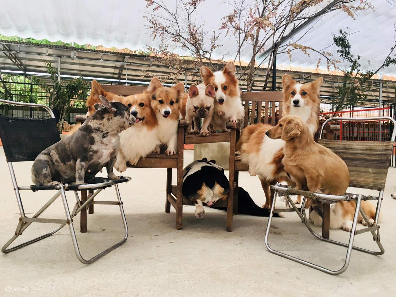 khu du lịch puppy farm - Hình 3