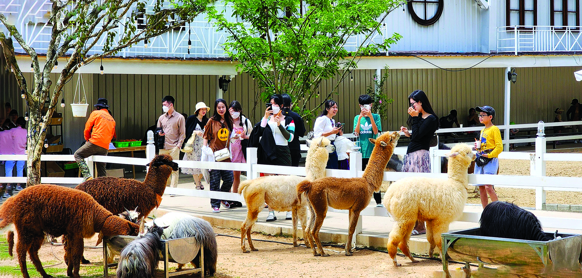 khu du lịch puppy farm - Hình 5
