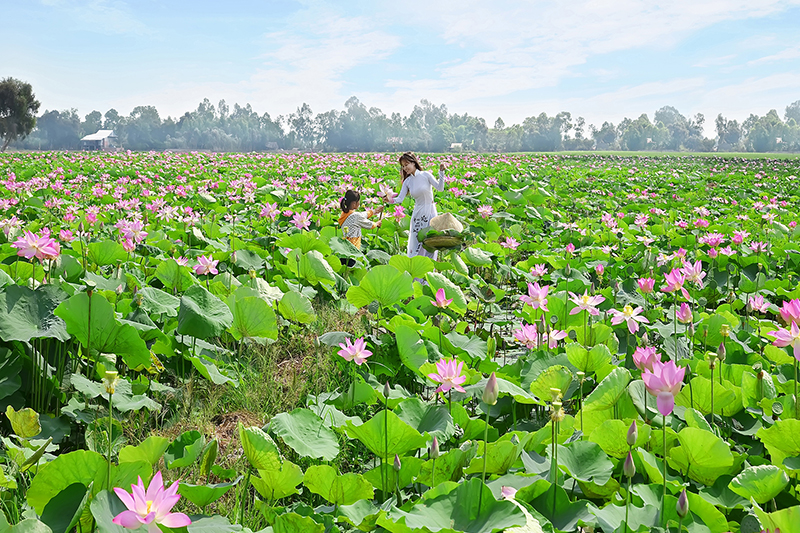khu du lịch sen hồng đồng tháp - Hình 1