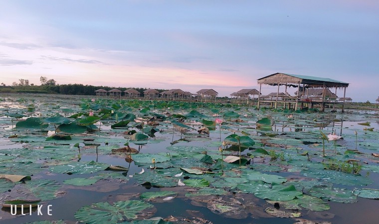 khu du lịch sen hồng đồng tháp - Hình 2