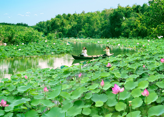 khu du lịch sen hồng đồng tháp - Hình 3