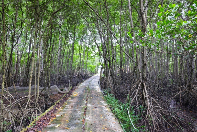 khu du lịch sinh thái rừng đước - Hình 3