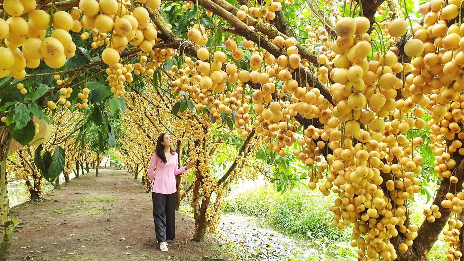 khu du lịch vườn trái cây - Hình 2