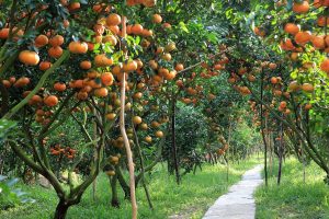 khu du lịch vườn trái cây