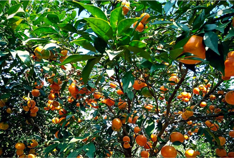 khu du lịch vườn trái cây bến tre - Hình 2