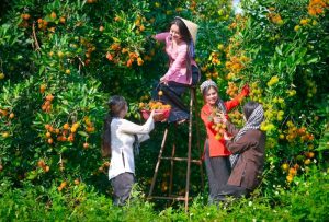 khu du lịch vườn trái cây bến tre