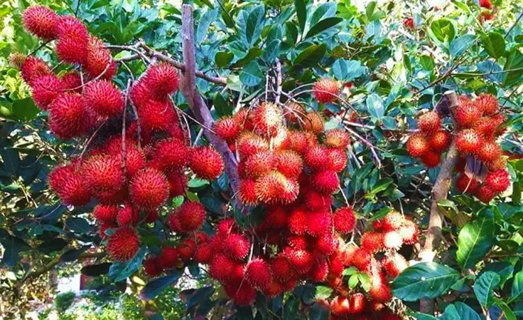 khu du lịch vườn trái cây bến tre - Hình 4