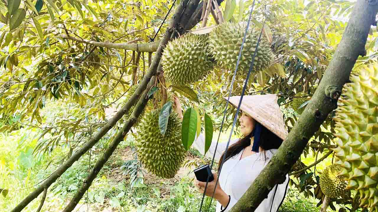 khu du lịch vườn trái cây bến tre - Hình 5
