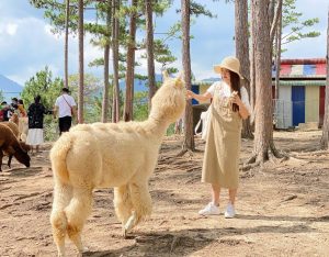 khu du lịch zoodoo đà lạt