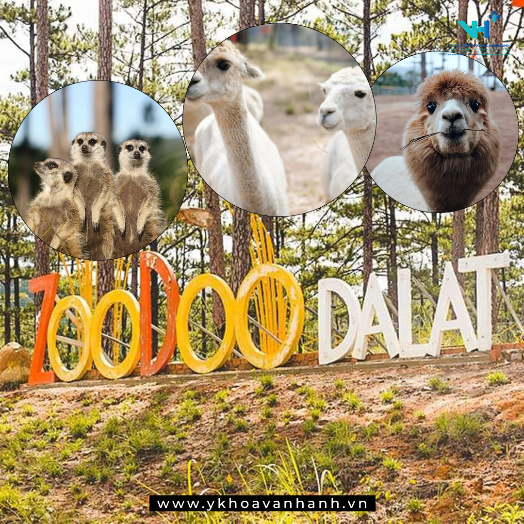 khu du lịch zoodoo đà lạt - Hình 5