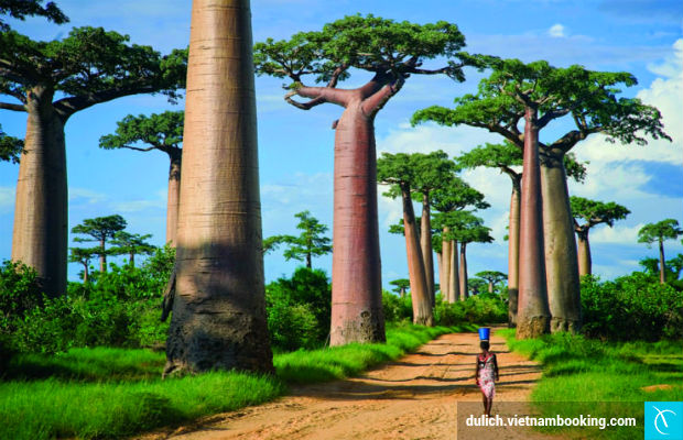 madagascar du lịch - Hình 4
