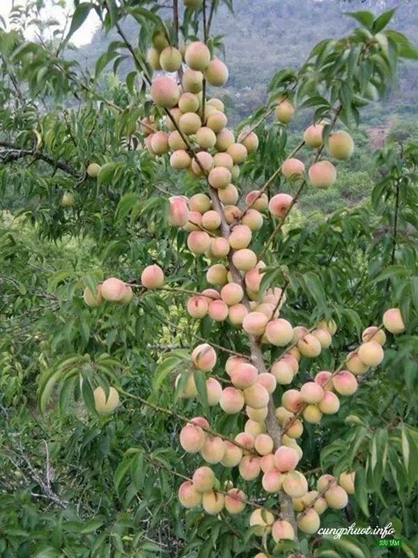 quán ăn ở mẫu sơn - Hình 4