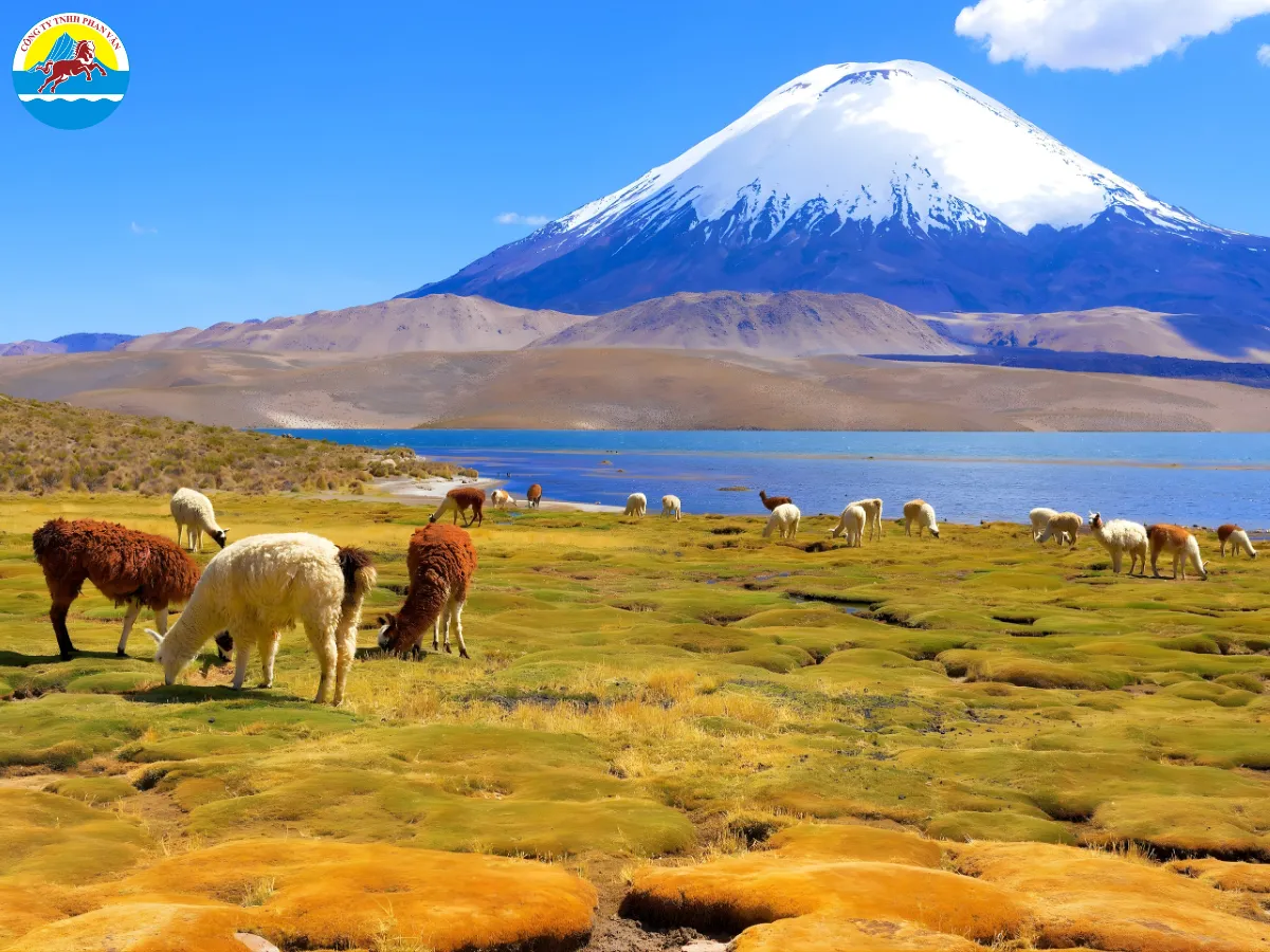 tour du lịch chile - Hình 2