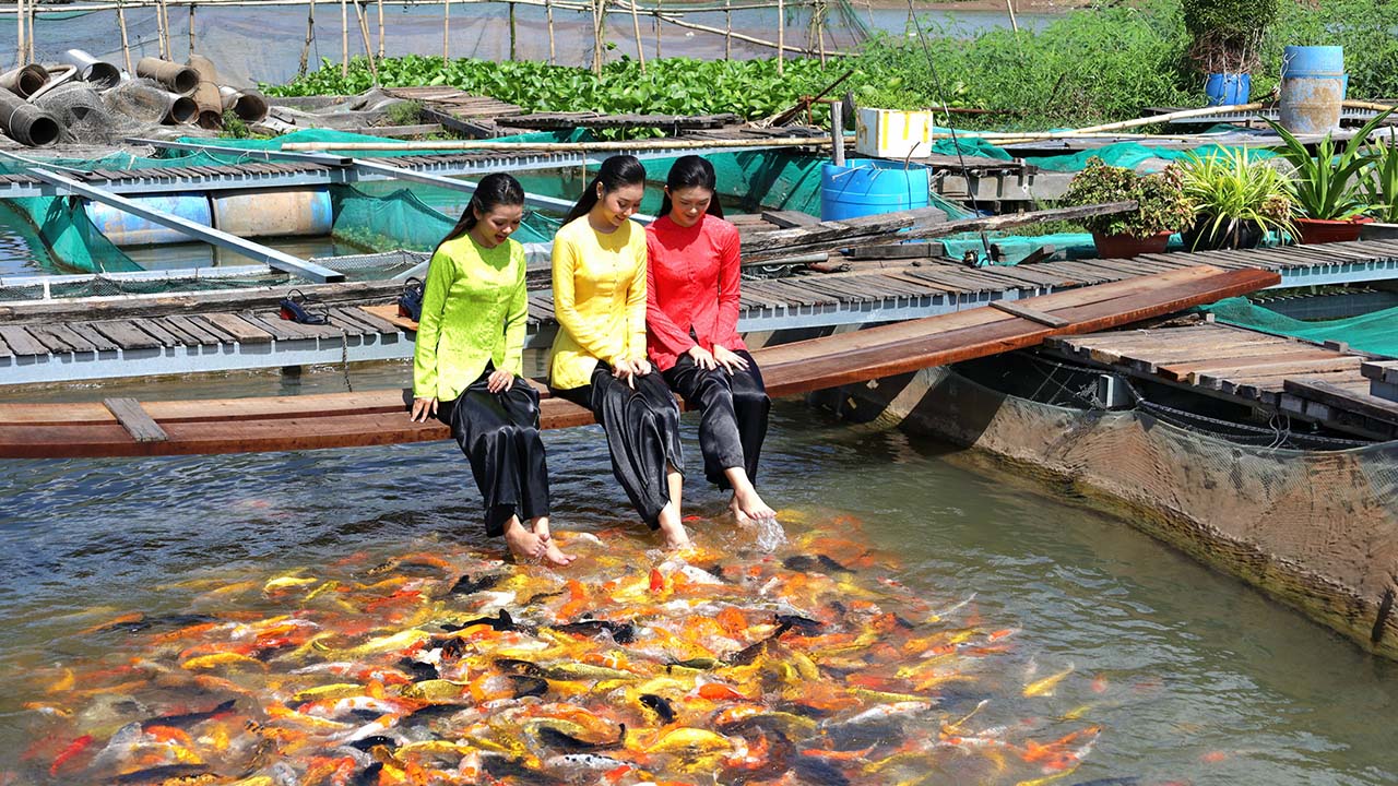 tour du lịch cồn sơn - Hình 4
