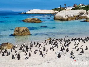 tour du lịch nam phi vietravel