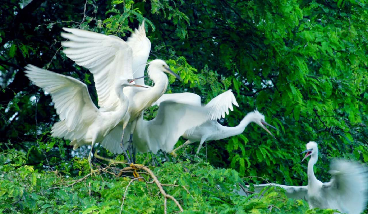 tour du lịch vườn cò bằng lăng - Hình 4