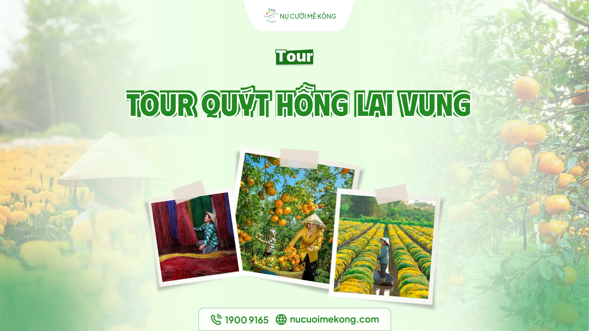 tour du lịch vườn quýt hồng lai vung - Hình 2