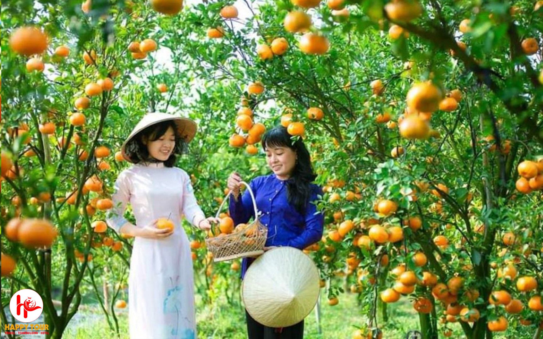 tour du lịch vườn quýt hồng lai vung - Hình 3