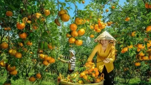 tour du lịch vườn quýt hồng lai vung