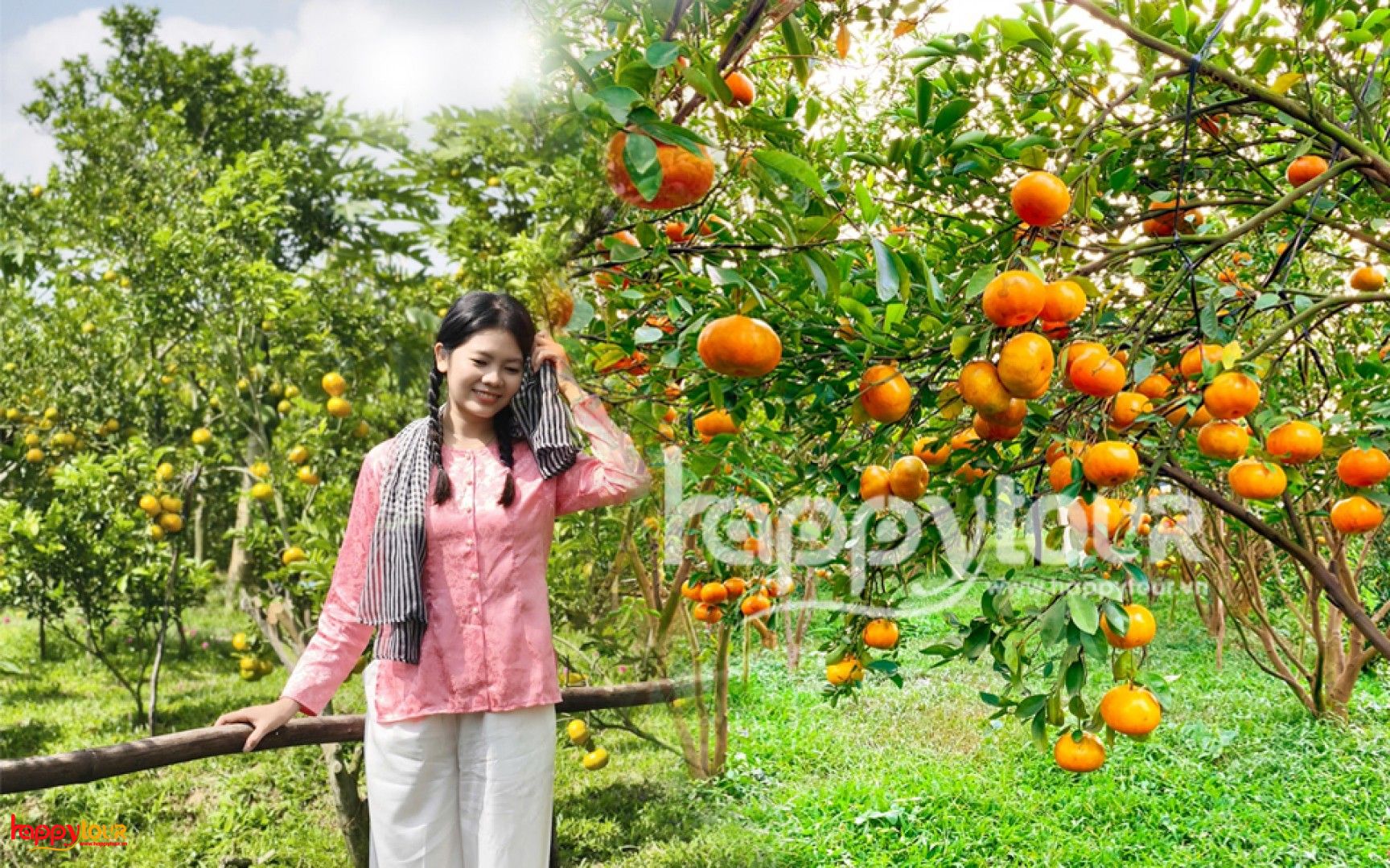 tour du lịch vườn quýt hồng lai vung - Hình 4