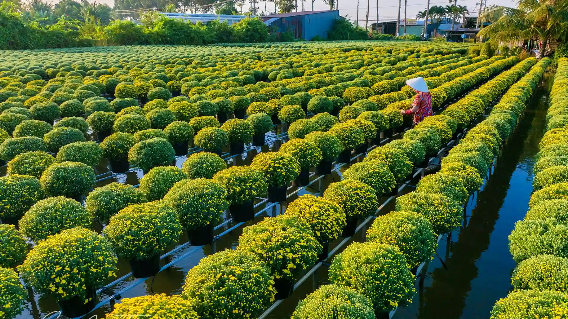 tour du lịch vườn quýt hồng lai vung - Hình 5