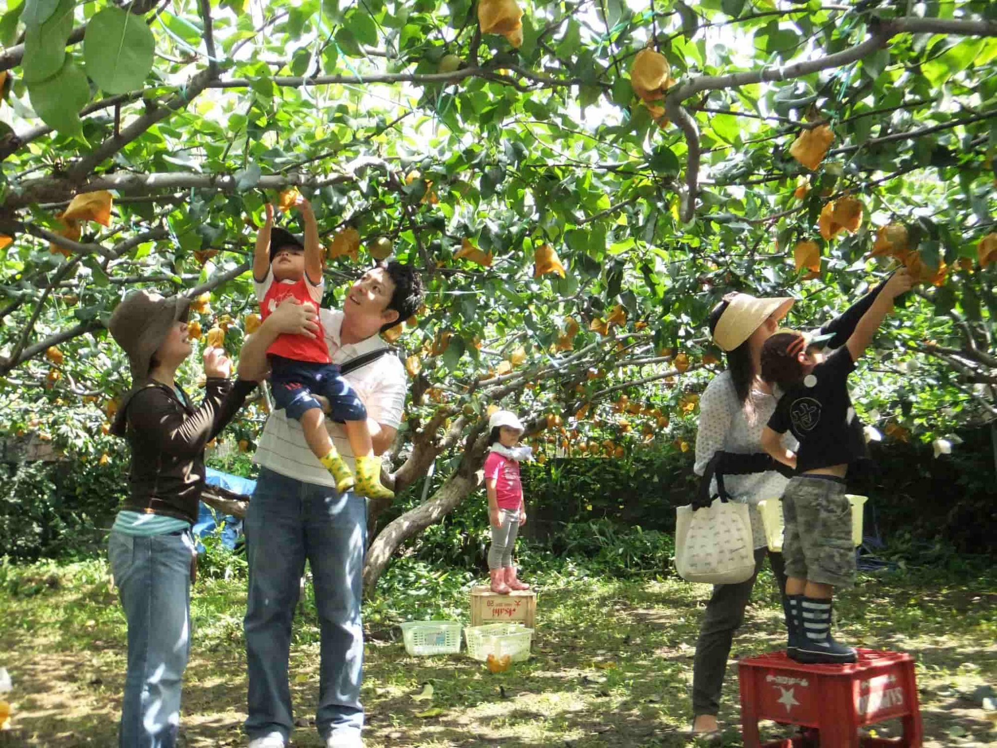 tour du lịch vườn trái cây lái thiêu - Hình 3